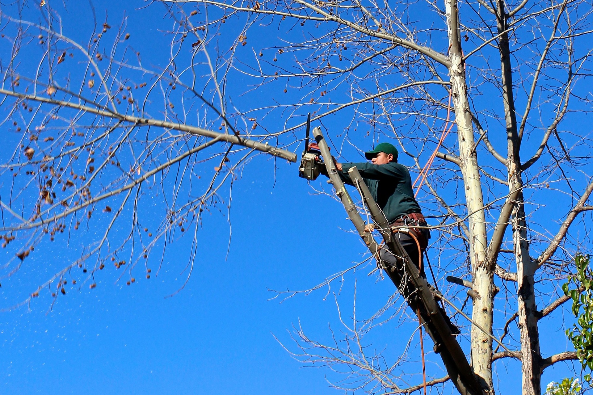 Abattage d'arbres : quel taux de TVA ?